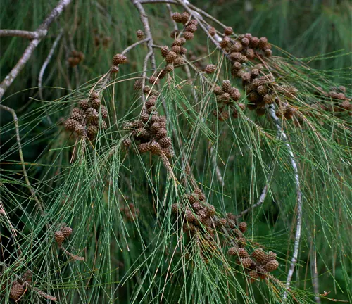 Close-up of Casuarina Cunninghamiana branches with needle-like foliage and small cone clusters.