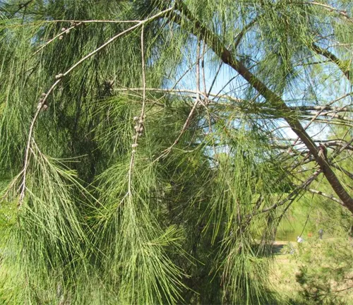 Branches of Casuarina Glauca with slender, needle-like foliage.