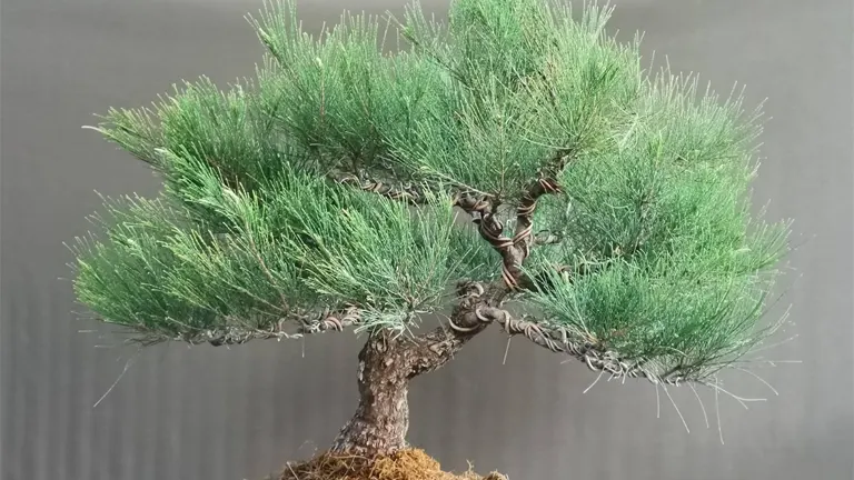 Bonsai of the Philippine Agoho Tree with dense, needle-like foliage.