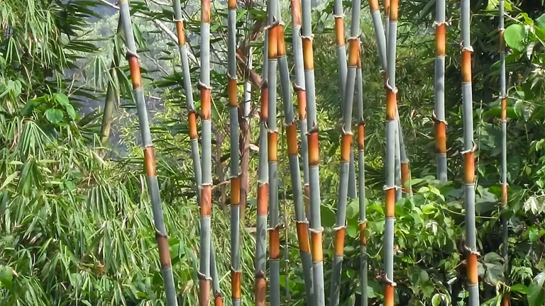 Close-up of Tinwa Bamboo Tree stalks with green and orange segments in a dense bamboo grove.