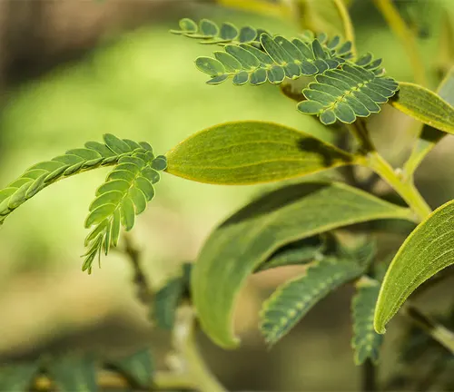 Close-up of Acacia Senegal's small, green, fern-like leaves.