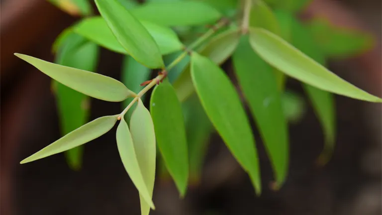 Almaciga Tree (Agathis Philippinensis)