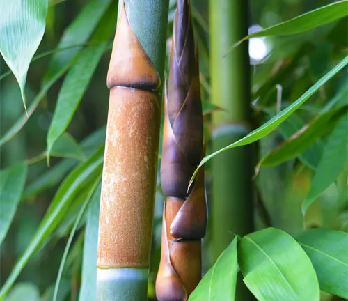 Close-up of Schizostachyum Lumampao bamboo shoots with green leaves in the background.