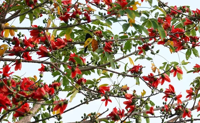 Malabulak Tree