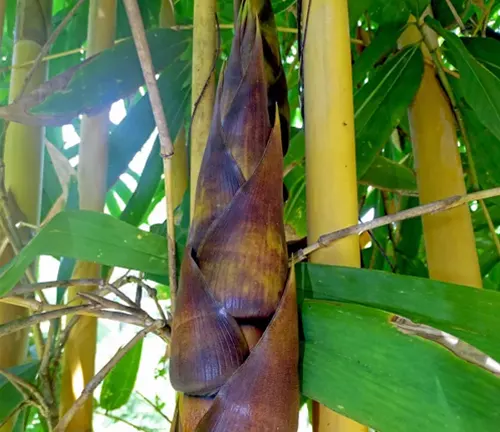 Close-up of Schizostachyum Brachycladum bamboo shoot with green leaves and yellow stalks.