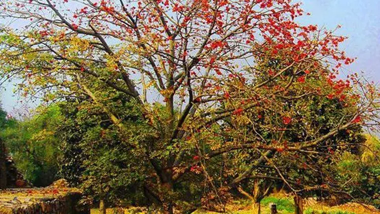 Malabulak tree with red flowers and broad branches in a natural setting.