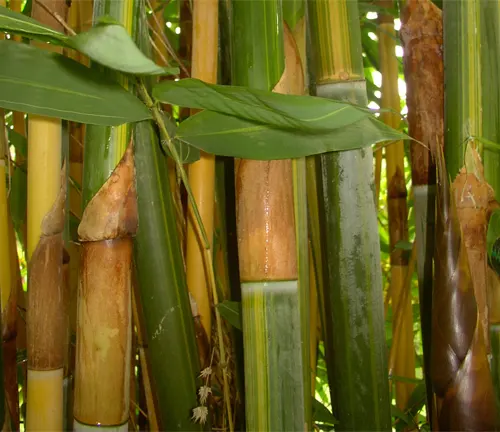 Cluster of Schizostachyum Lima bamboo stalks with green leaves.