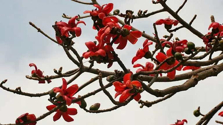 Close-up of Malabulak tree branches with vibrant red flowers.