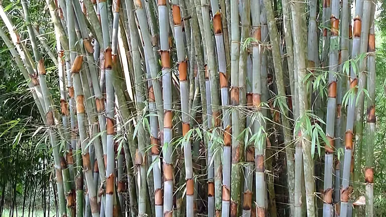 Dense cluster of Tinwa Bamboo Tree stalks with green and orange segments.