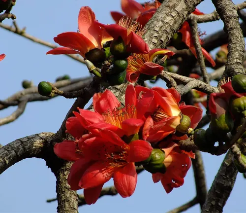 Close-up of Bombax ceiba branches with red flowers and green buds.