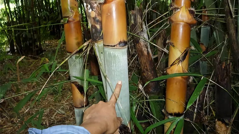 Close-up of Tinwa Bamboo Tree stalks with green and orange segments, with a person pointing at one stalk.