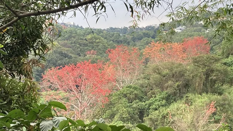 Malabulak trees with red flowers in a forested hillside landscape.