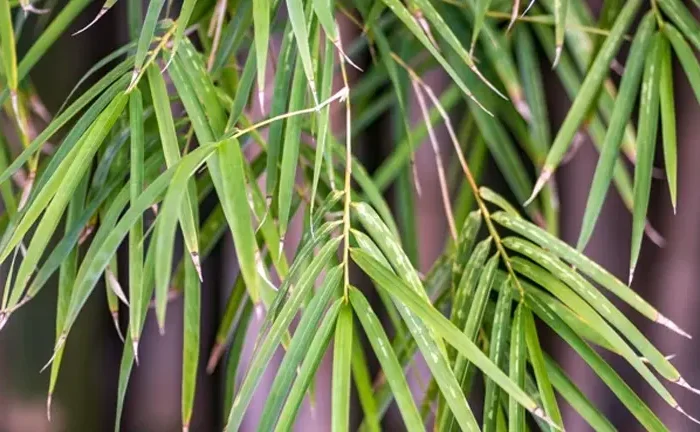 Monastery Bamboo Tree