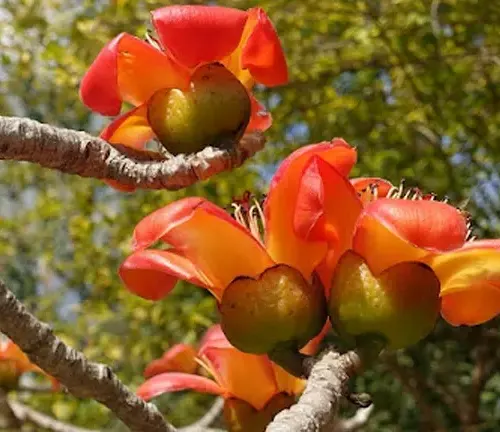 Close-up of Bombax malabaricum branches with bright red and orange flowers.