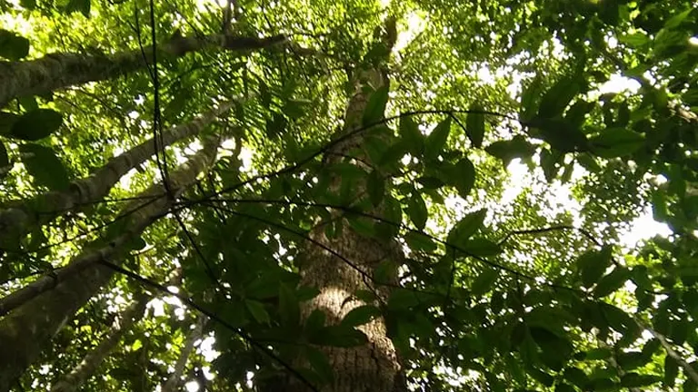 Tall Philippine Tanguile Tree with dense green canopy viewed from below.