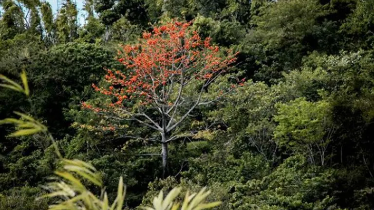 Malabulak tree with red flowers standing out in a dense green forest.