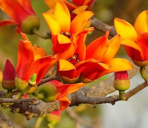 Close-up of Bombax costatum branches with vibrant orange and red flowers.