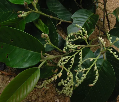 Shorea polysperma (Philippine Tanguile) leaves and flower buds.