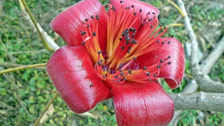 Close-up of a vibrant red Bombax costatum flower on a branch.