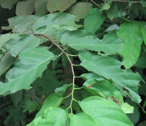 Shorea contorta (White Lauan) leaves with visible damage.