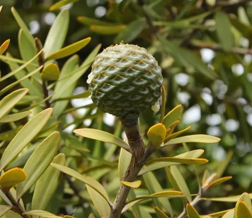 Close-up of Agathis australis (New Zealand kauri) cone amid green foliage.