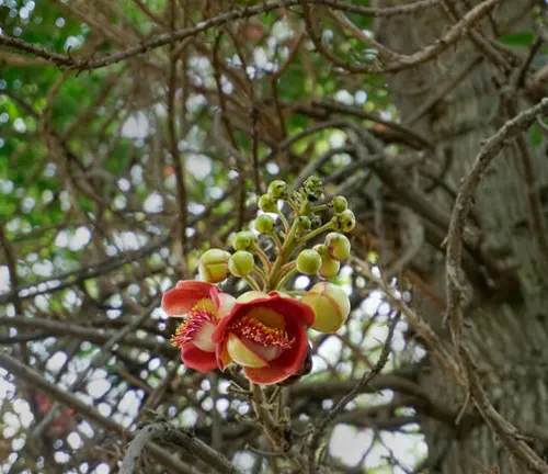 Shorea negrosensis (Red Lauan) flower and buds on tree branch.