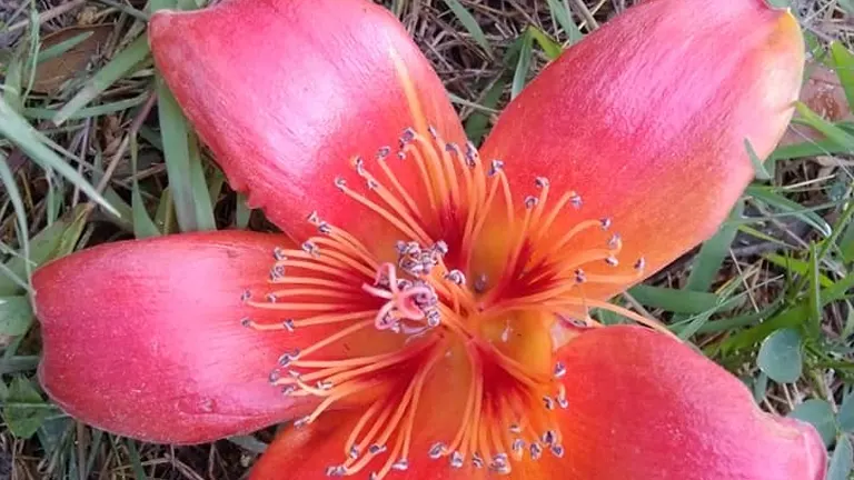 Close-up of a fallen red Malabulak flower on the ground.