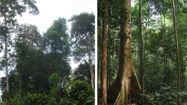 Philippine Tanguile Tree canopy and trunk in dense forest.