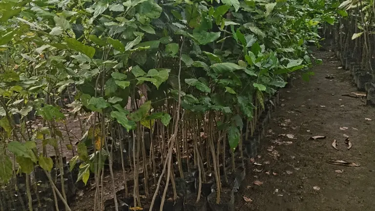 Young Bani Tree saplings growing in rows