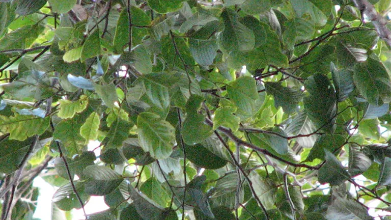 Philippine Tanguile Tree