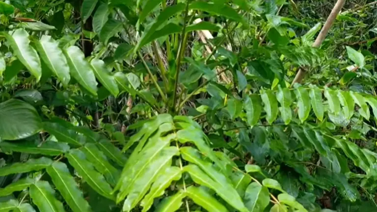 Philippine Malapapaya Tree