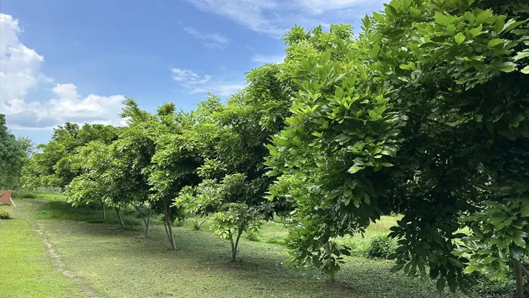 Row of mature Bani Trees with lush green foliage in an open field.