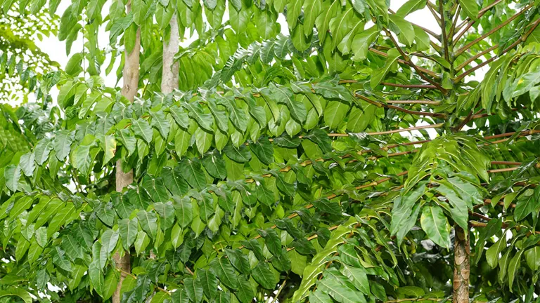 Close-up of lush green compound leaves of the Philippine Malapapaya Tree (Polyscias nodosa).