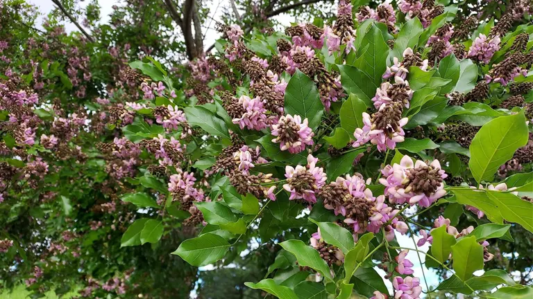 Bani Tree branches with clusters of pinkish-purple flowers and vibrant green leaves.