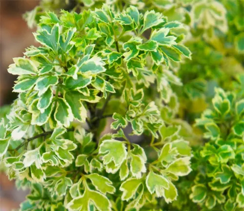 Variegated green and cream leaves of the Philippine Malapapaya Tree (Polyscias nodosa).