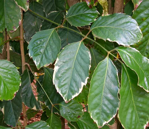 Dark green leaves with white edges of Polyscias guilfoylei.