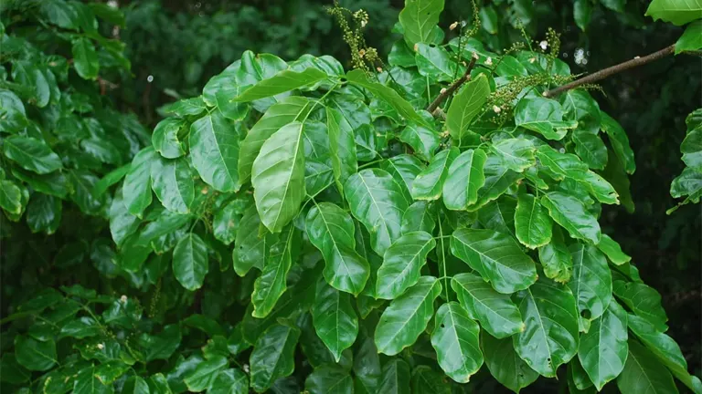 Close-up of glossy green Bani Tree leaves with small budding flowers.