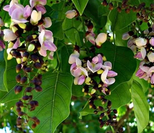 Close-up of Pongamia Glabra flowers with pink and white petals hanging in clusters.