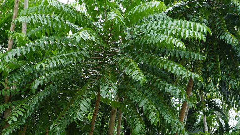 Full view of the Philippine Malapapaya Tree with lush, green foliage and umbrella-shaped canopy.