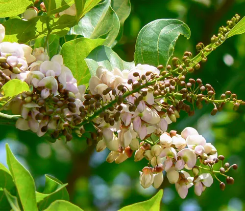 Close-up of Pongamia tomentosa branches with clusters of pale pink and white flowers.