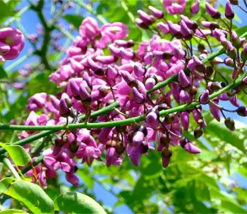 Close-up of Pongamia grandiflora with vibrant pink flower clusters on green foliage.