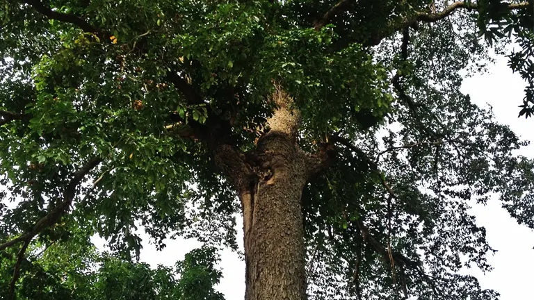 Tall Philippine Kalumpit Tree with dense green canopy and rough, thick trunk.