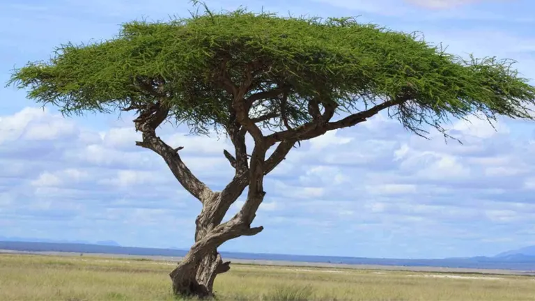 Acacia tree with a broad canopy in a dry, sparse landscape.