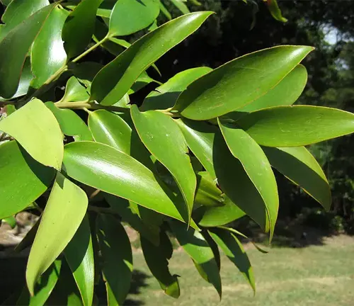 Close-up of glossy green leaves of Agathis robusta (Queensland Kauri).