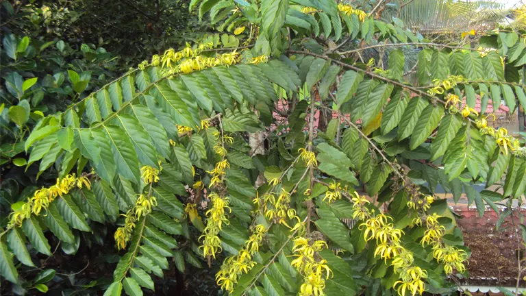 Flowering Ilang-Ilang tree with drooping yellow blossoms and lush green leaves.