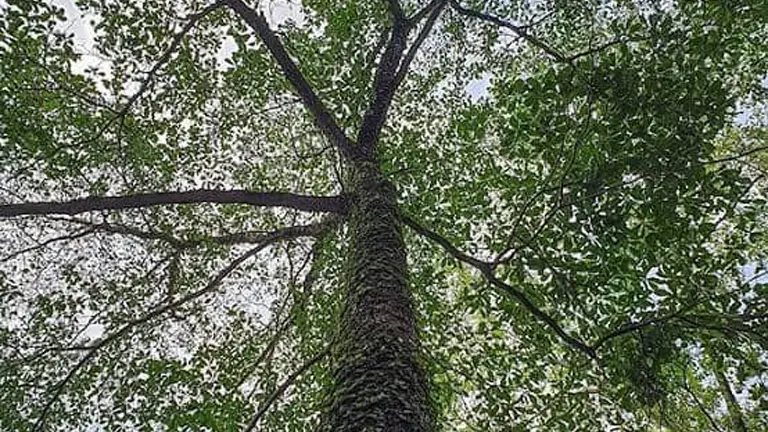 Upward view of Philippine Kalumpit Tree with tall, moss-covered trunk and dense green canopy.