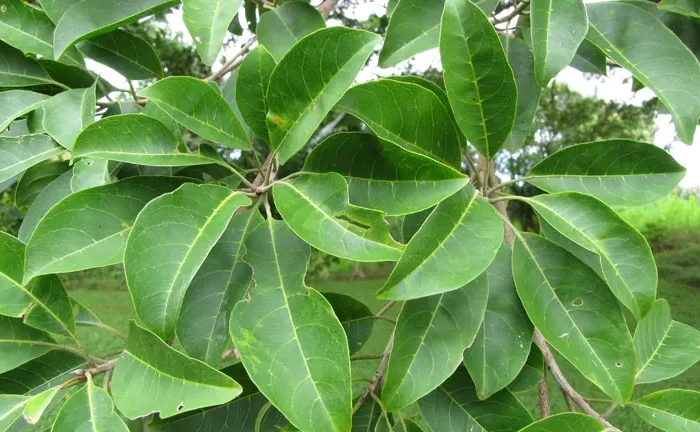 Philippine Kalumpit Tree