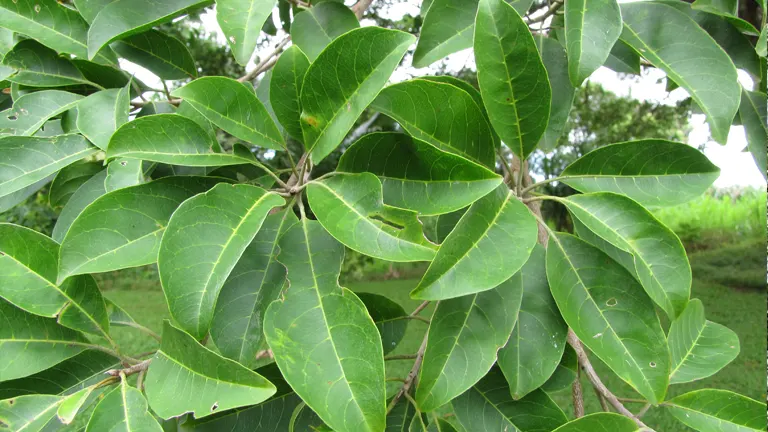 Philippine Kalumpit Tree