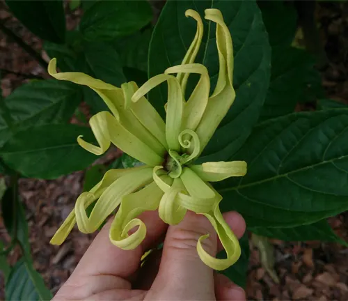 Hand holding a Cananga odorata var. genuine flower with curled yellow-green petals.