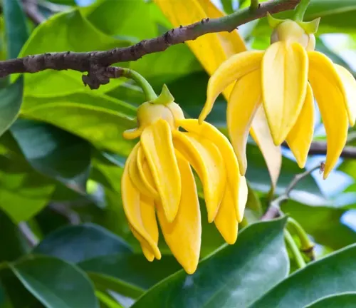 Close-up of Cananga odorata var. macrophylla yellow flowers hanging from a branch.